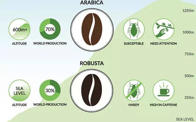 蓝山咖啡猫屎咖啡意式咖啡的区别,猫屎咖啡和普通咖啡选哪样
