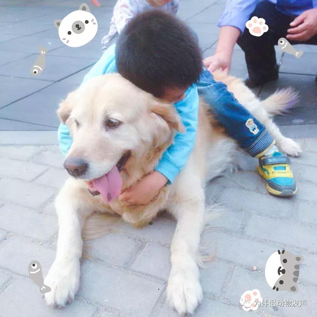 怀孕的时候你还会坚持养宠物吗,孕妇几个月就可以养宠物狗狗了