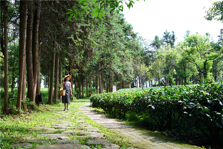 秀丽神奇的西双版纳完整版,云南西双版纳神奇的地方