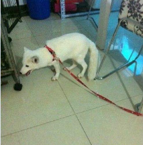 小白狐私闯大院被抓，误当成银狐犬饲养，最后无奈与兵哥哥道别！