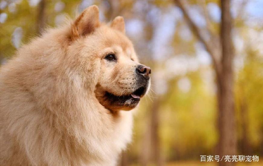 松狮喂养啥食物,松狮幼犬怎么喂养方法图解