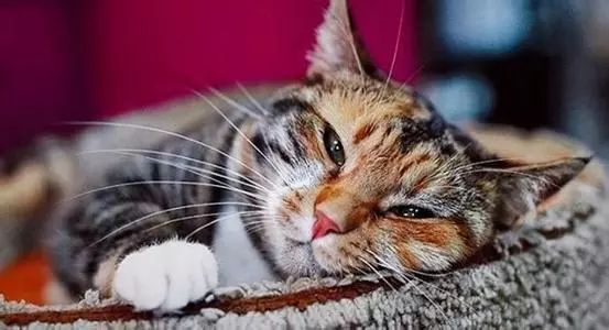 猫咪呕吐怎么办可以喂猫粮吗,猫咪怀孕呕吐吗