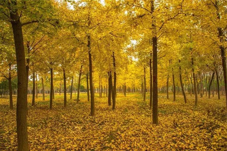 秋意浓，又到了泡温泉的好时节！南京汤山可真是个泡温泉的好地方