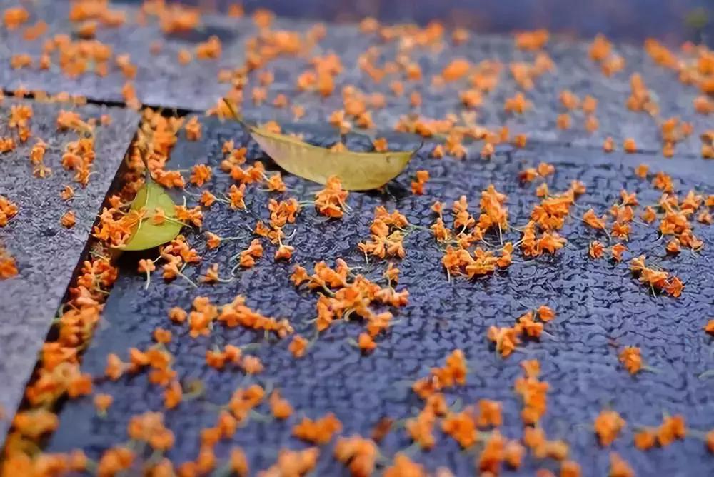 南京汤山温泉天气,汤山风景区秋天