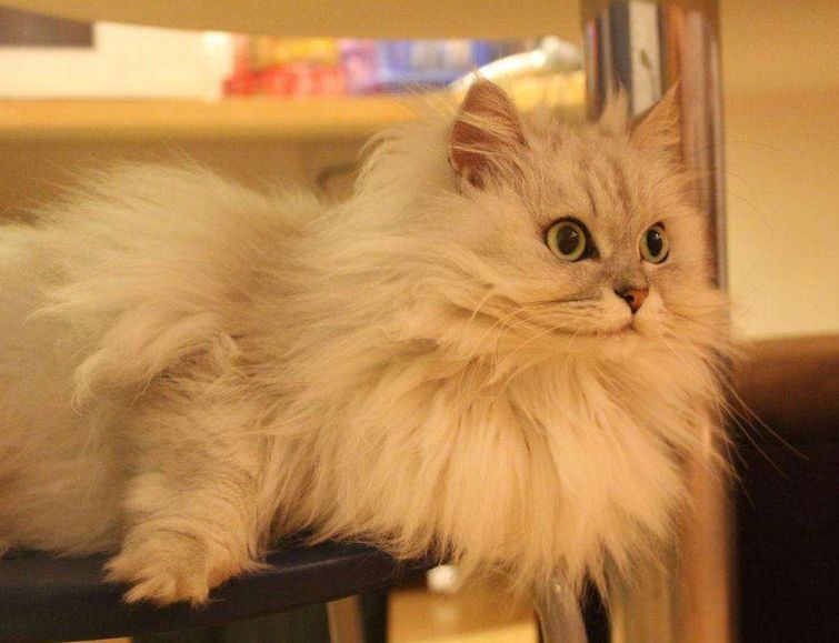 你家的喵星人这么皮吗,你家的猫咪能看见的特点