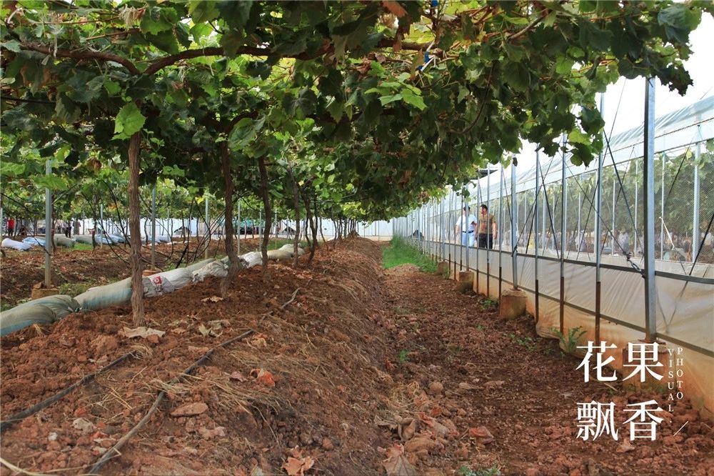 阳光玫瑰价格暴跌什么原因,阳光玫瑰市场价多少钱一公斤