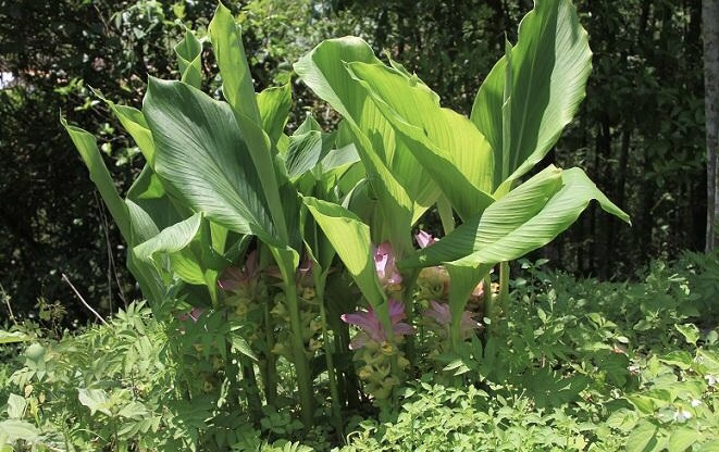 中药材莪术销售,中药材莪术的样子