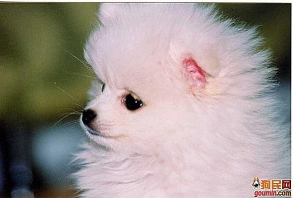 各种狗狗搞笑视频集锦,狗狗集锦