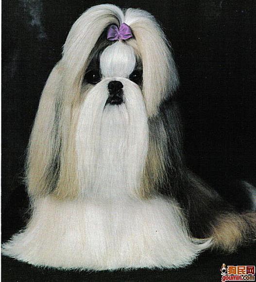 各种狗狗搞笑视频集锦,狗狗集锦