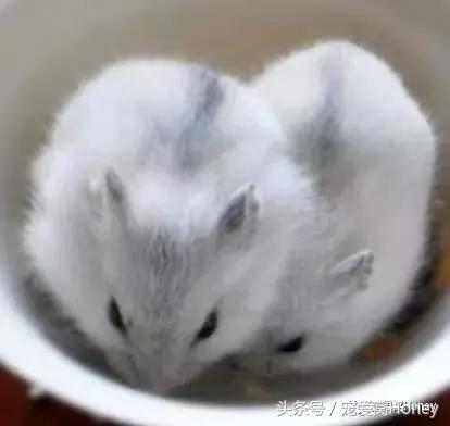 三线仓鼠和银狐仓鼠一起养可以吗,紫仓仓鼠和三线仓鼠哪个仓鼠更好