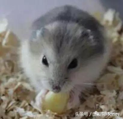 三线仓鼠和银狐仓鼠一起养可以吗,紫仓仓鼠和三线仓鼠哪个仓鼠更好