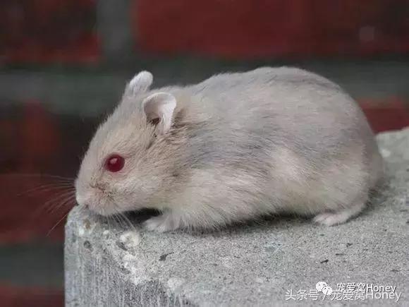 仓鼠中记忆强大的仓鼠品种,布丁仓鼠和三线仓鼠为什么会打架