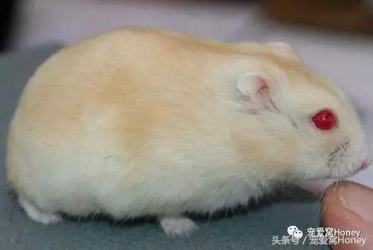 三线仓鼠和银狐仓鼠一起养可以吗,紫仓仓鼠和三线仓鼠哪个仓鼠更好