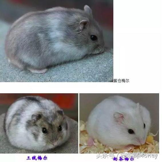 三线仓鼠和银狐仓鼠一起养可以吗,紫仓仓鼠和三线仓鼠哪个仓鼠更好