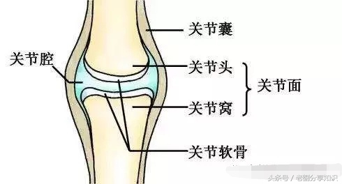 八年级上册地理生物知识,八年级上册生物知识与能力答案