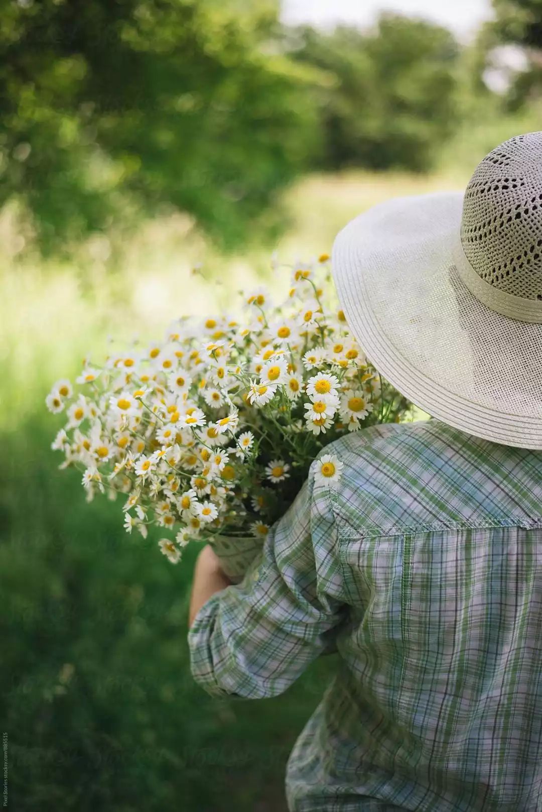 适合敏感肌的湿敷水洋甘菊,洋甘菊纯露修复敏感肌反馈