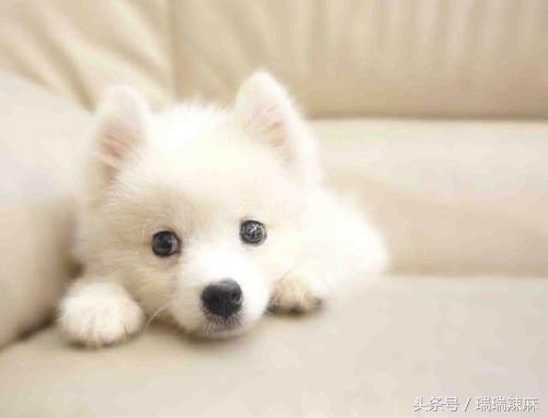 狗狗伤口化脓了怎么处理好得快,狗狗伤口化脓了该怎么办