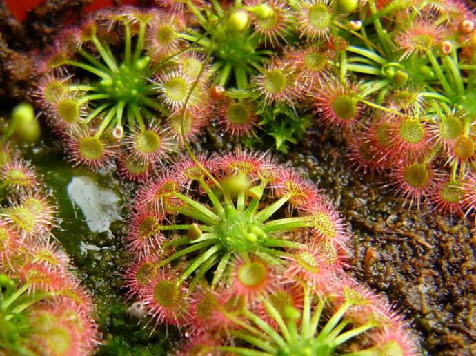 茅膏菜哪个品种捕虫效率最高,茅膏菜是食虫植物吗