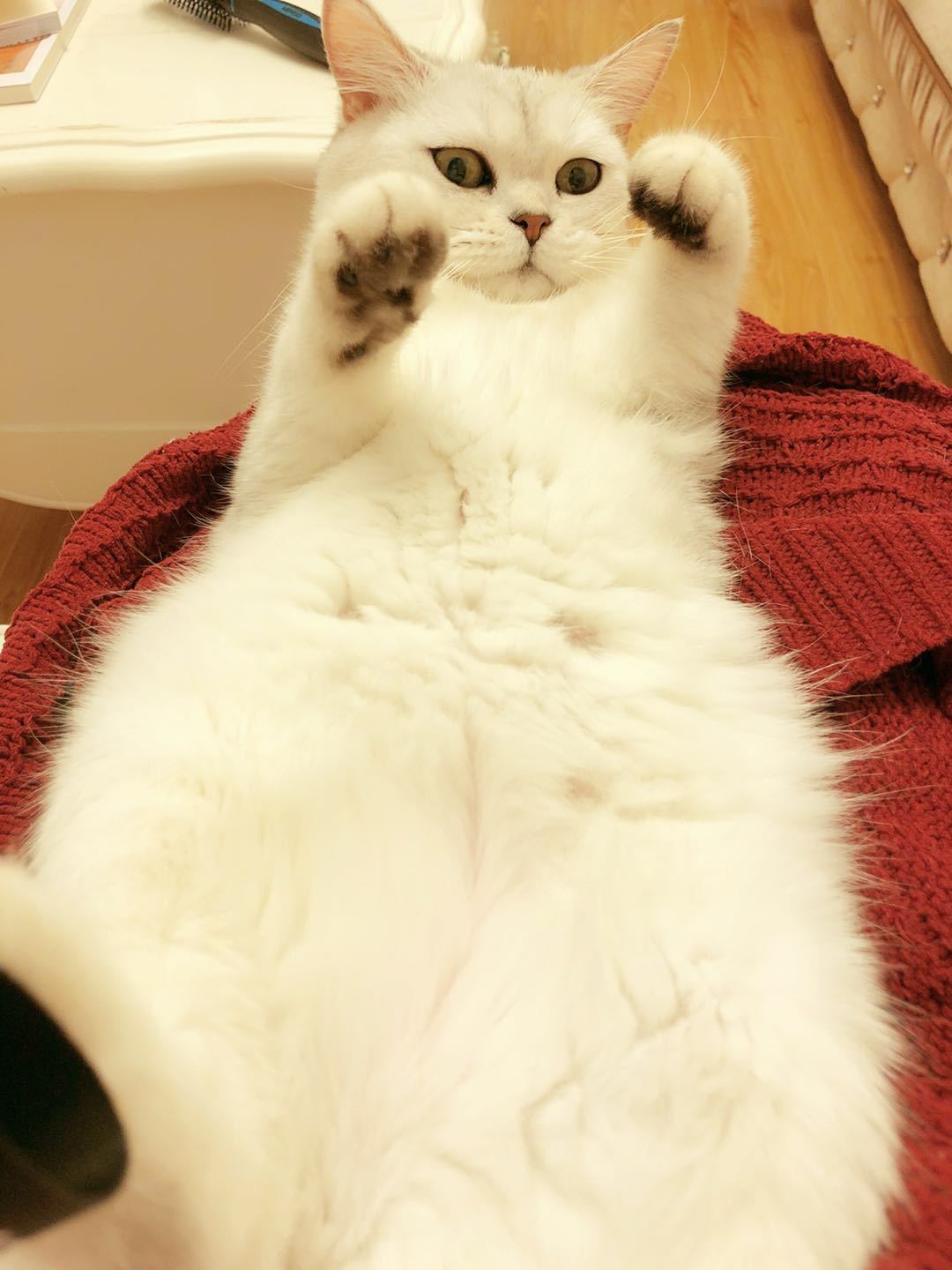 养猫准备的用品清单,养猫前需要做的心理准备