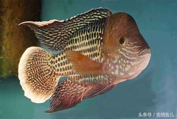 混养缸霸的利弊,不小心把鱼缸弄坏了怎么办