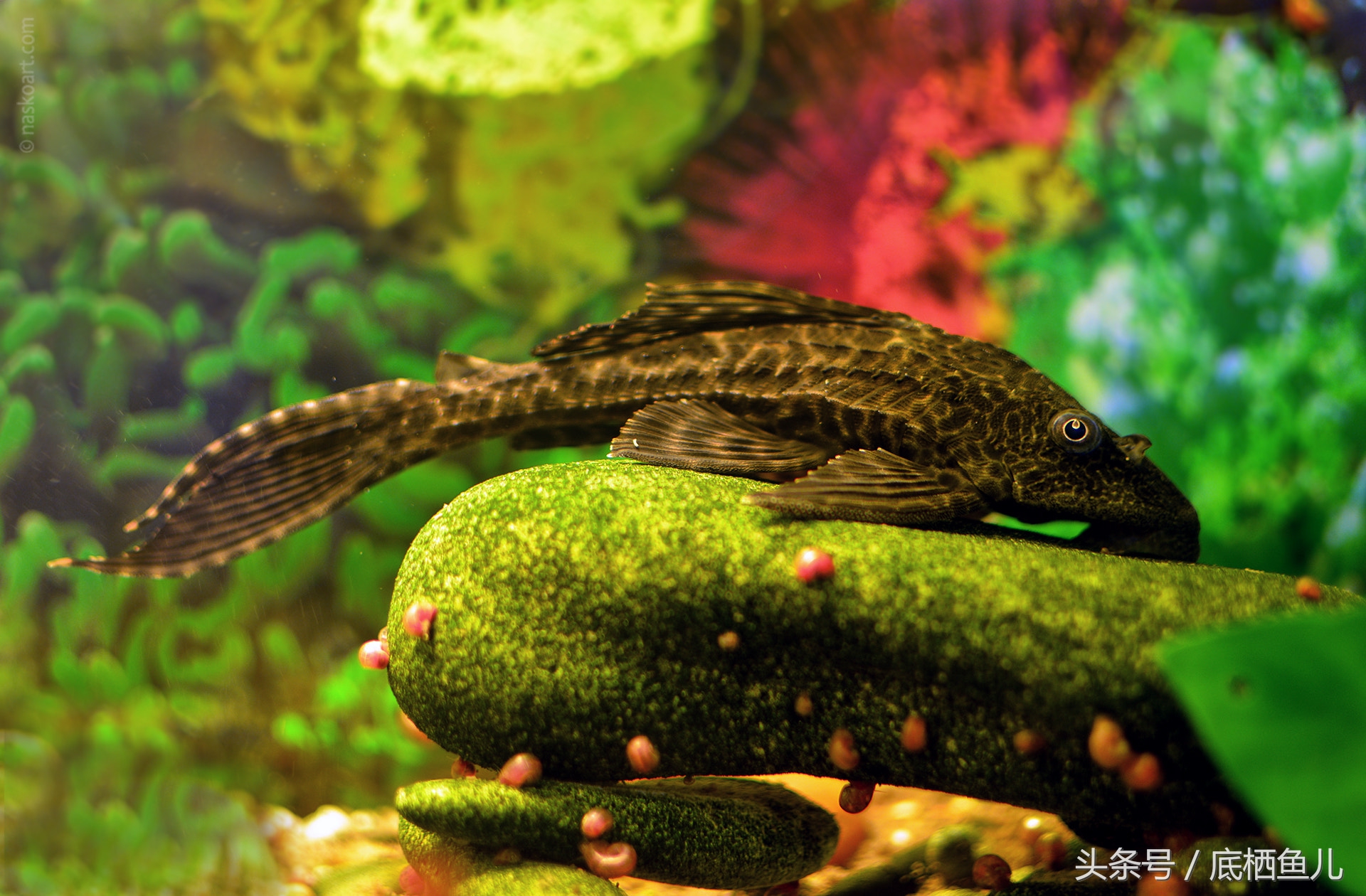 混养缸霸的利弊,不小心把鱼缸弄坏了怎么办