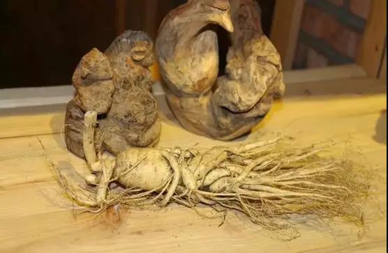 长白山鲜人参的正确吃法和功效,99%的人都没吃过的长白山鲜人参