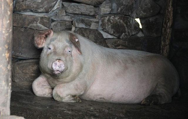 猪病毒性腹泻和细菌性腹泻的区别,猪吃了流行性腹泻的料几天发病