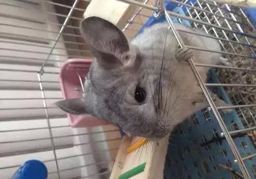 准备养龙猫需要准备什么,龙猫真的是你想养就能养的吗