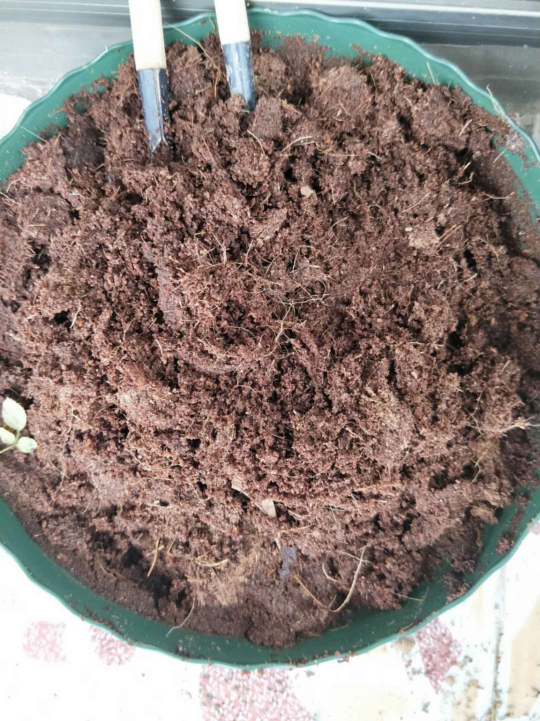 植物新叶烧叶怎么解决,植物烧尖怎么办