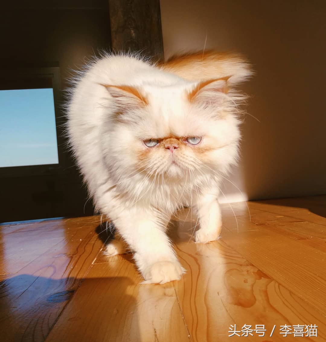猫咪为什么看到黄瓜会吓到飞起来,猫咪被黄瓜吓是什么原因