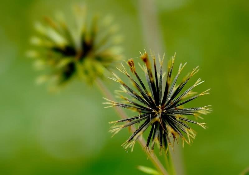 农村田间地头常见的一种植物,在农村一种植物有很神奇的妙用