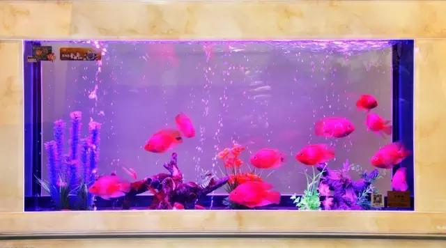 最全养水攻略——如何调节鱼缸水质的酸碱度?