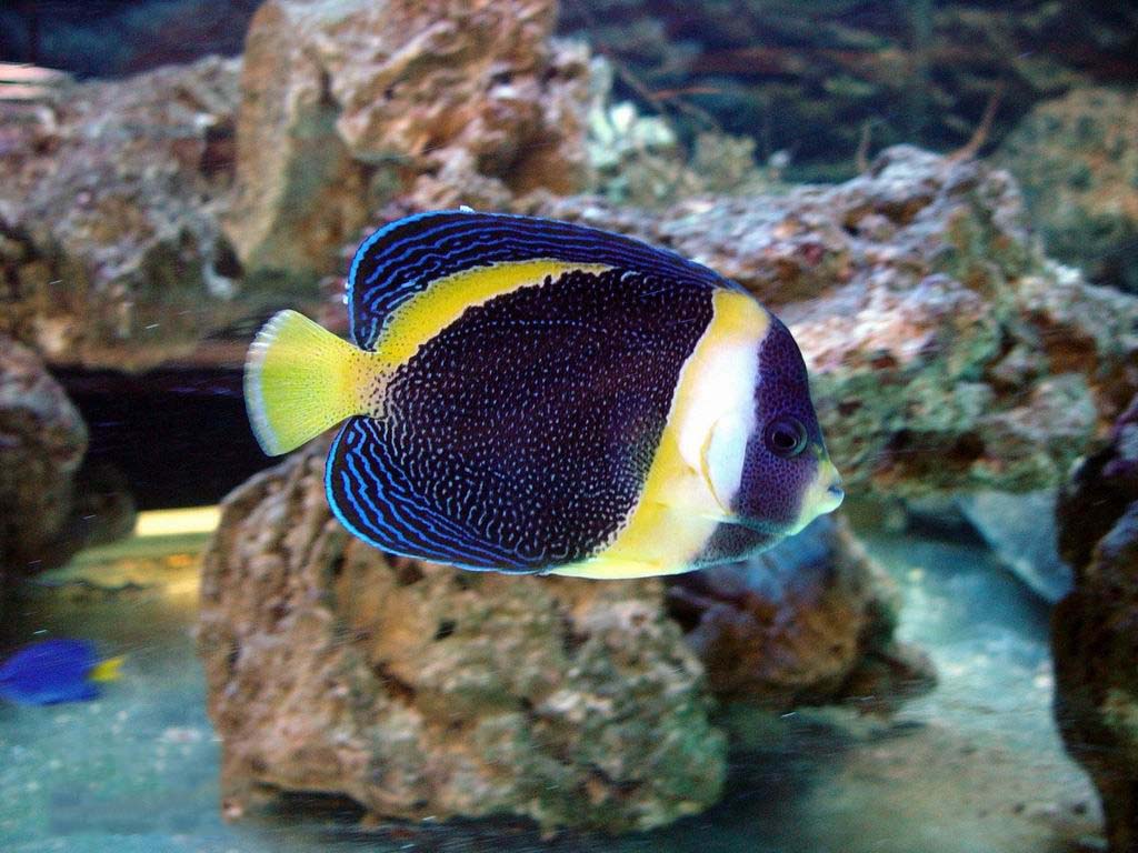 鱼儿打架的视频,鱼儿打架什么情况