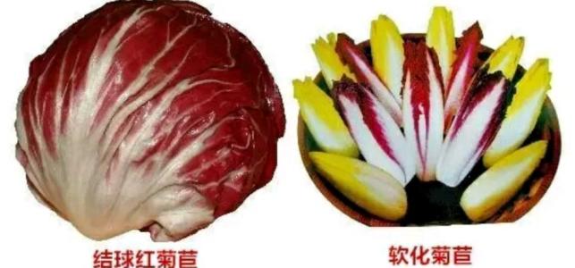 红菊苣种子价格,菊苣的种子多少钱一斤