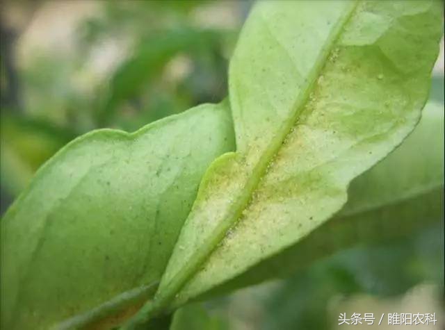 抗性红蜘蛛特效药,抗性柑橘红蜘蛛特效药