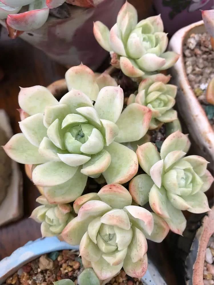 大家平时养多肉比较喜欢哪个系列,四年的养殖生涯