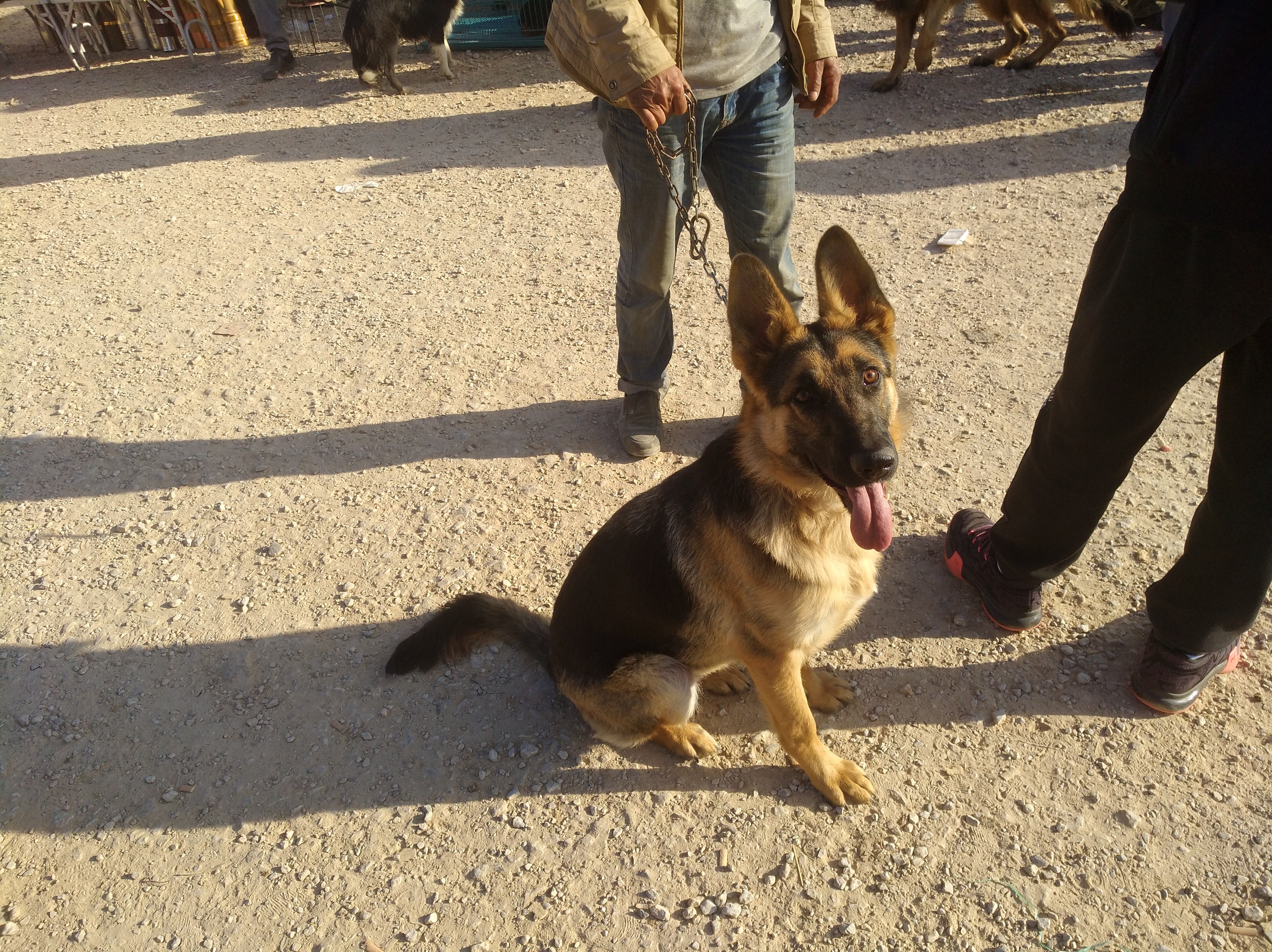 拆家狗狗被买走,德国牧羊犬拆家吗