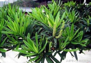 罗汉松叶子枯萎怎么治疗,罗汉松叶子枯萎后怎么补救