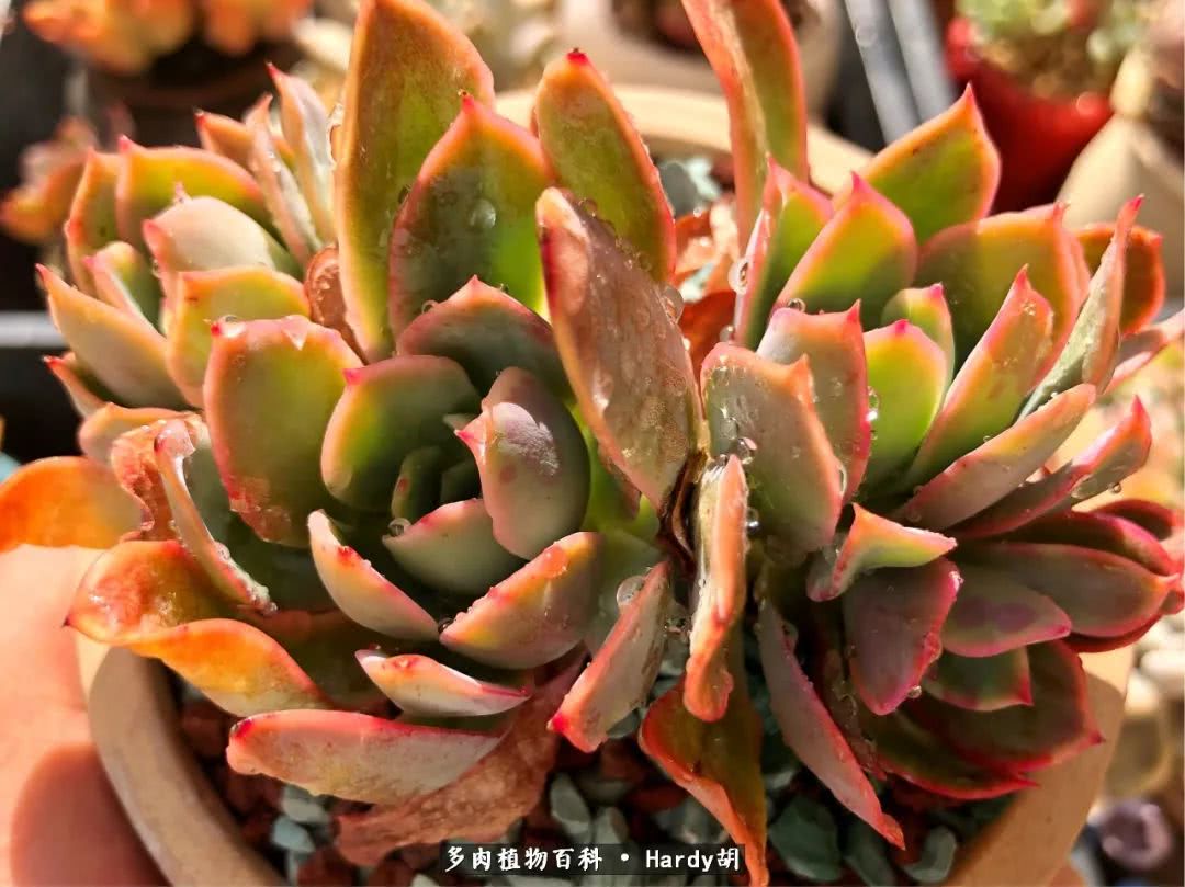 别人家的奶爸,别人家的多肉!一枚窗台*党**的多肉进阶之路!