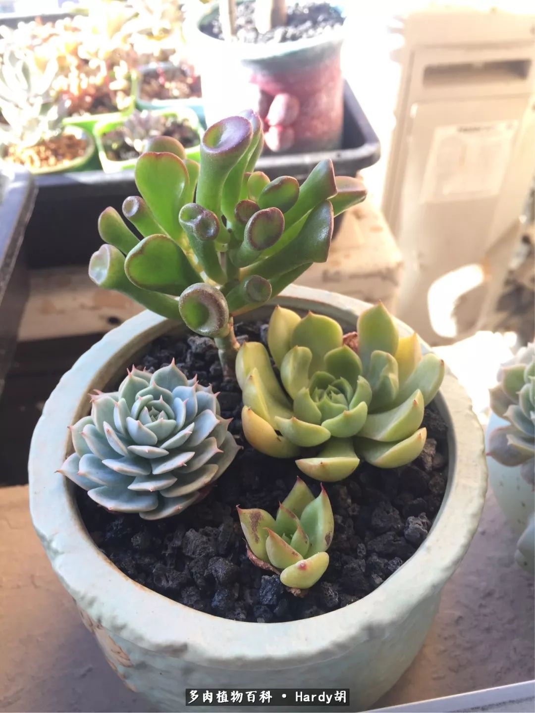 别人家的奶爸,别人家的多肉!一枚窗台*党**的多肉进阶之路!