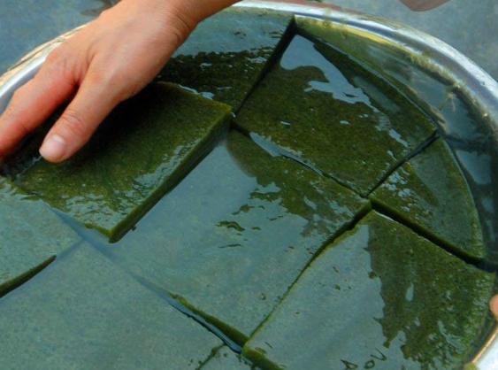 广西有神仙豆腐树吗,神仙豆腐是什么树学名怎么叫