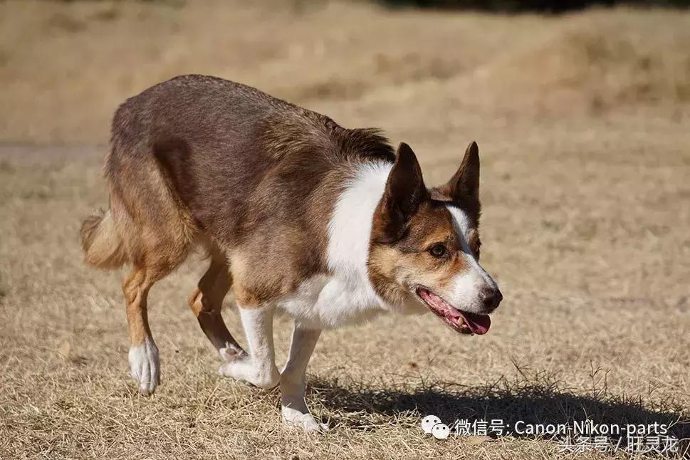 索尼微单a6000调色彩,索尼微单a6000l教程