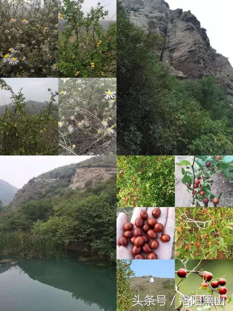 香椿沟宜阳怎么走,宜阳大香椿沟