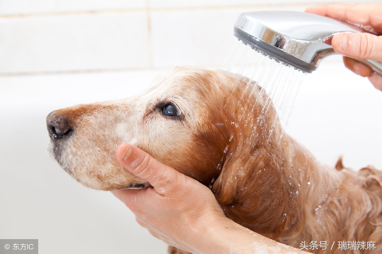 狗狗身上有好多皮屑老挠怎么回事,狗狗身上有皮屑是螨虫还是真菌