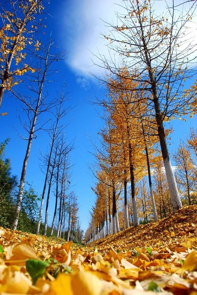 去一些风景美的地方,又到了欣赏银杏的季节治愈系风景