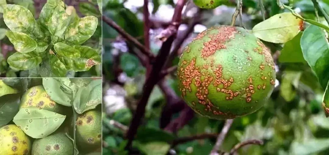 柑橘的病害图片大全及防治,柑橘的病害图谱及防治措施