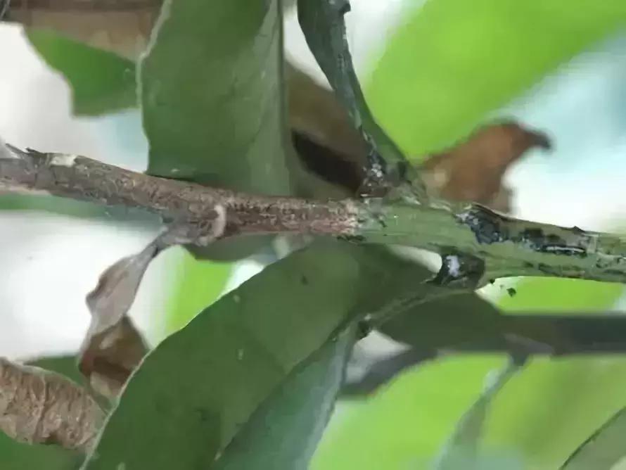 柑橘的病害图片大全及防治,柑橘的病害图谱及防治措施