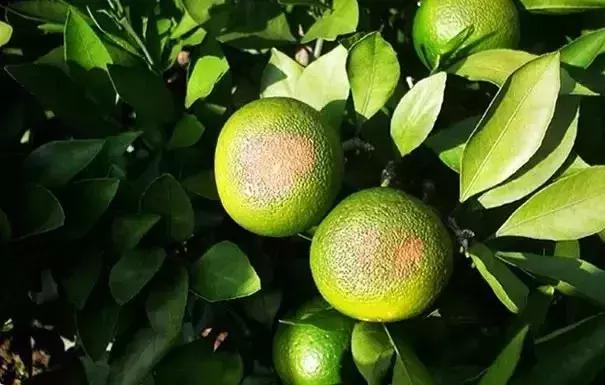 柑橘的病害图片大全及防治,柑橘的病害图谱及防治措施