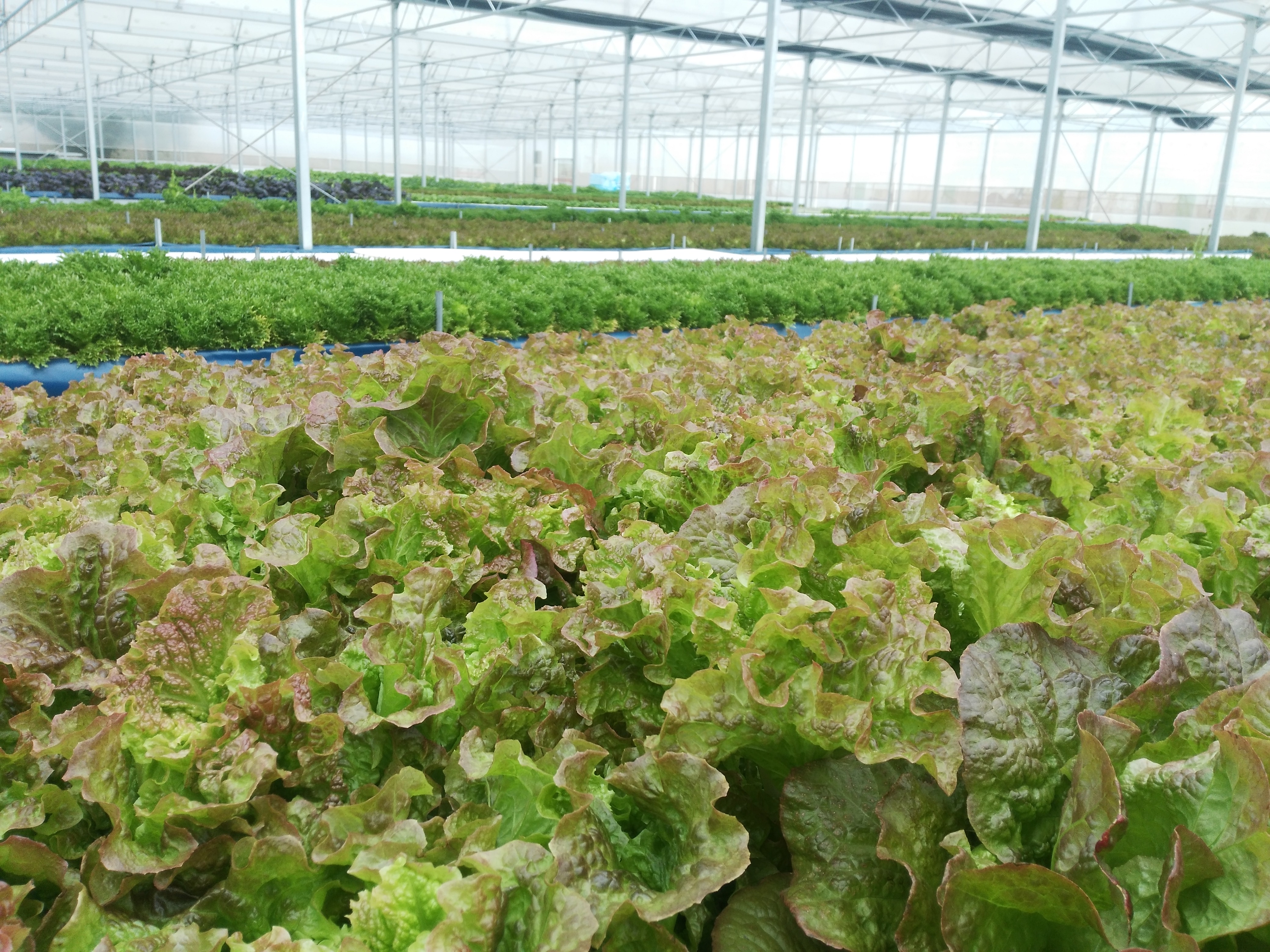 西红柿无土栽培的水肥浓度是多少,种植西红柿营养土怎么调配