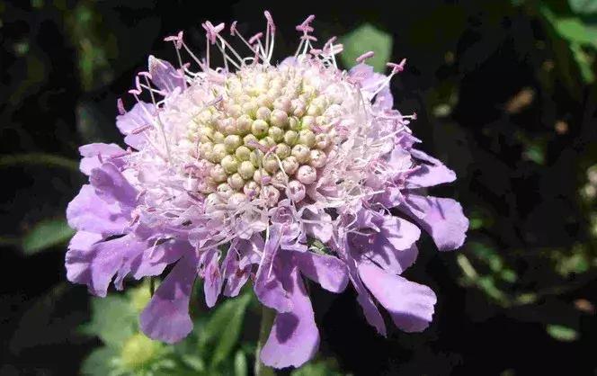 50种鲜切花花语大全，一定有你不知道的，赶紧收藏吧！